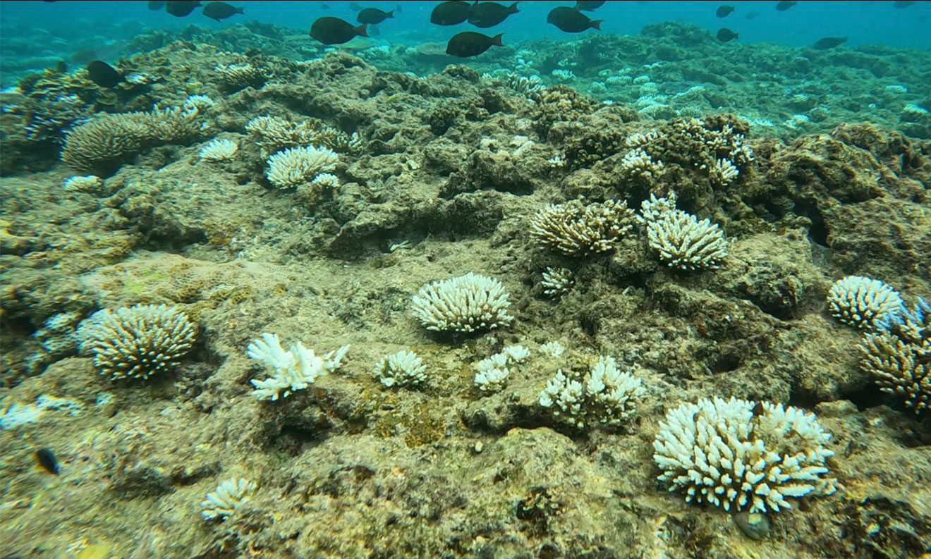 天然 特大 白化サンゴ 珊瑚 白サンゴ 菊目石 園芸 水草 アクアリウム